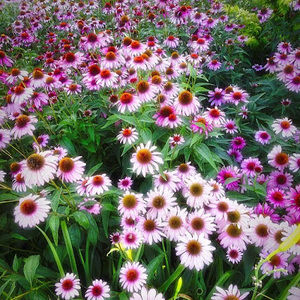 Meet your Posher, Cecilia